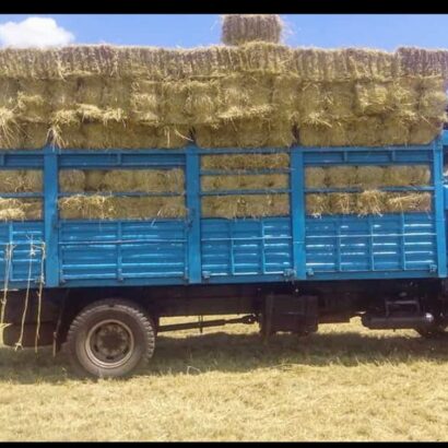 WhatsApp-Image-2024-12-13-at-17.18.21_02ba43e5-410x410